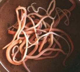 Intestinal