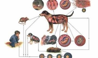 Causes and ways of infection with worms
