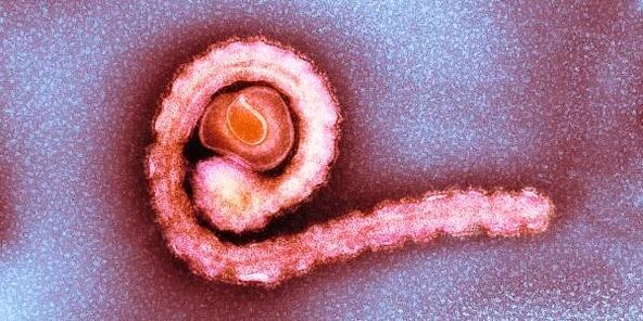 dwarf tape in the human body