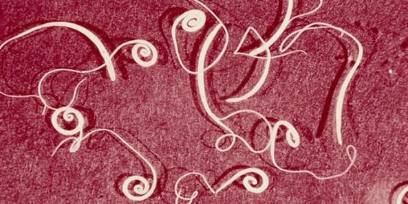 picture of human parasites